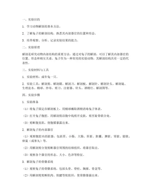 解剖兔子的实验报告