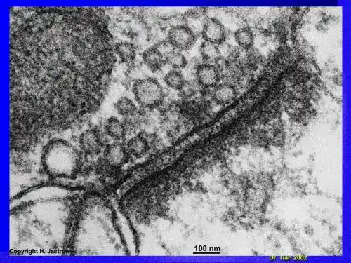 细胞生物学教程 第十一章 细胞连接与细胞粘附分子2