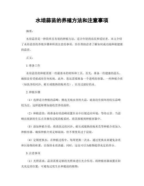 水培蒜苗的养殖方法和注意事项