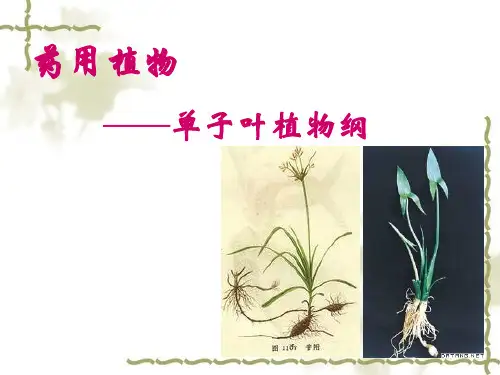 被子植物门51香蒲科