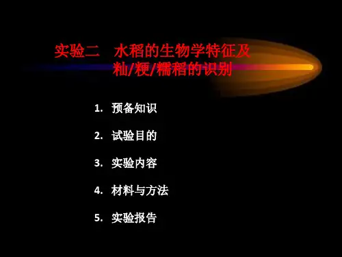 实验_水稻的生物学特征及籼粳糯稻的识别