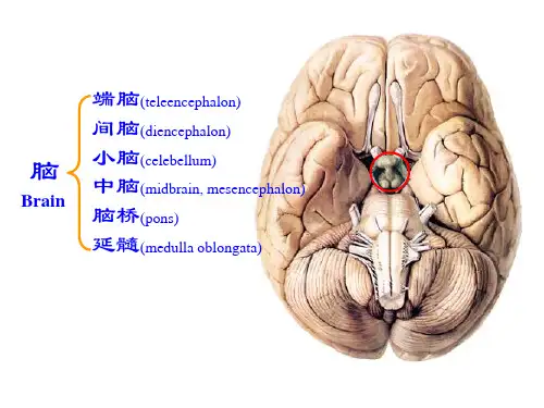人体解剖学：小脑间脑