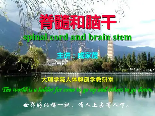 脊髓、脑干