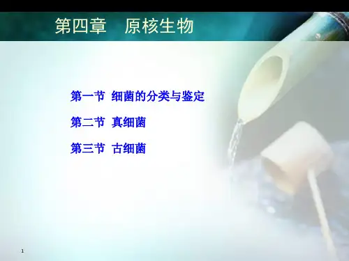 第四章原核微生物演示ppt课件