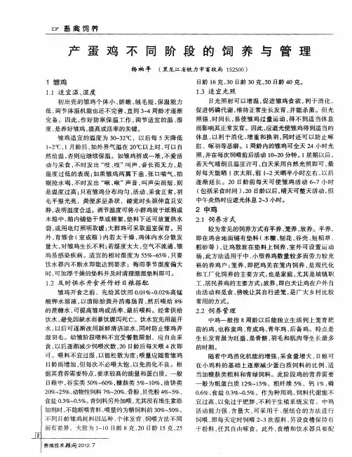 产蛋鸡不同阶段的饲养与管理