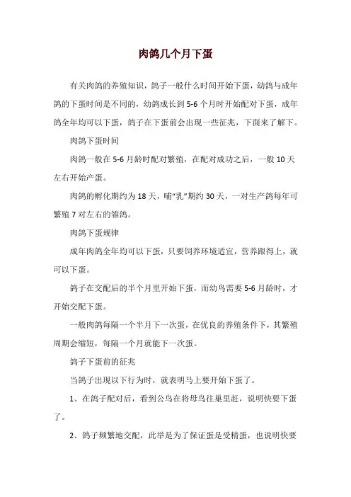 肉鸽几个月下蛋