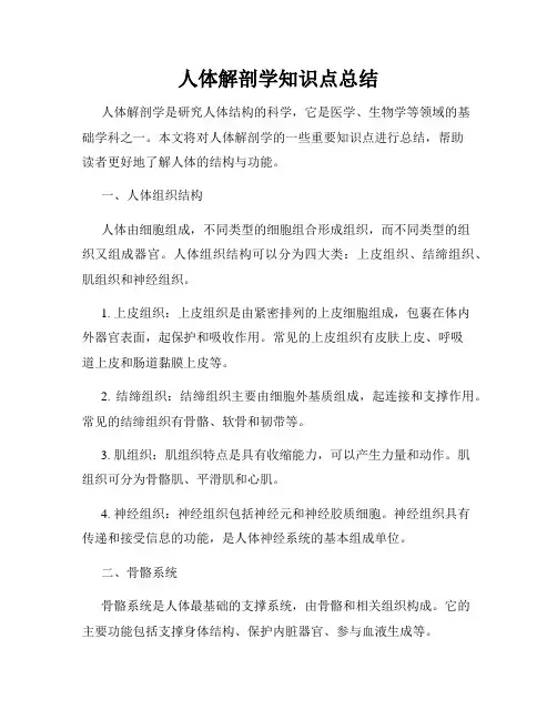 人体解剖学知识点总结