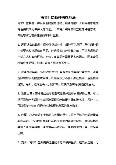 南非叶盆栽种植株方法