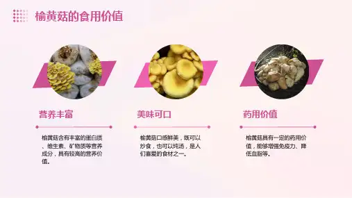 榆黄菇高产栽培技术
