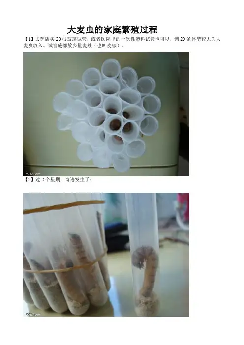 大麦虫的家庭繁殖