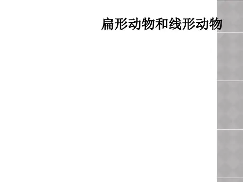 扁形动物和线形动物