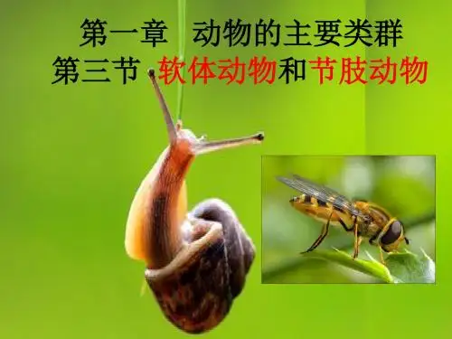 【人教版】生物八年级上册：5.1.3《软体动物和节肢动物》ppt课件(52张) (共52张PPT)