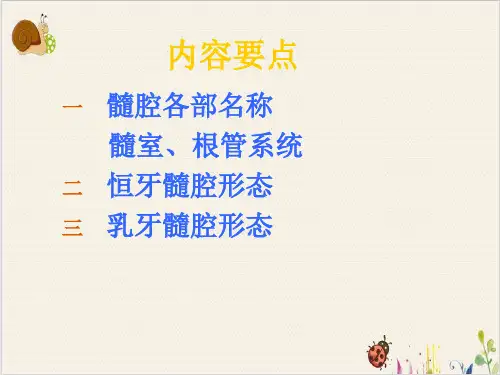 牙髓腔解剖PPT.