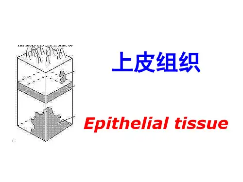 组织学：上皮细胞