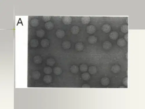 病毒学(Virology)