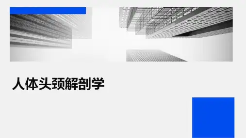 人体头颈解剖学