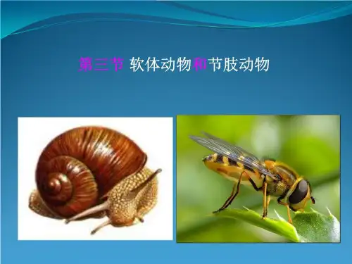 第三节  软体动物和节肢动物