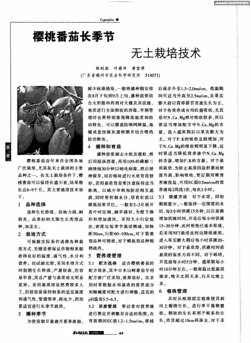 樱桃番茄长季节无土栽培技术