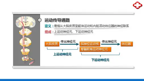 神经传导通路—运动传导通路(正常人体结构课件)