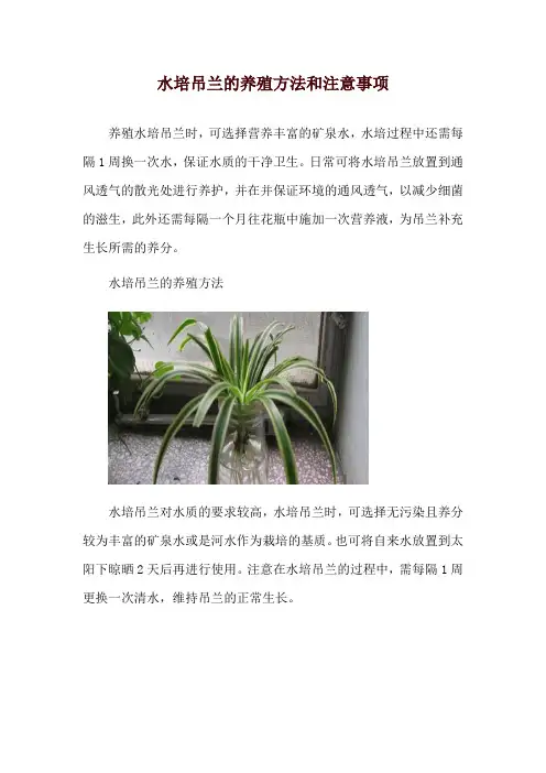 水培吊兰的养殖方法和注意事项