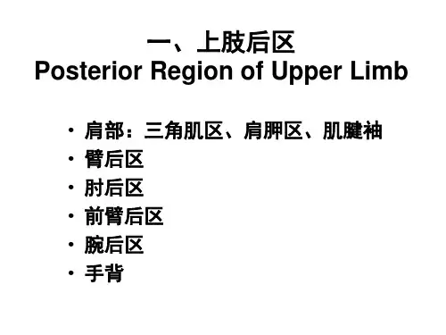 09项背肩胛区及上肢后面浅层解剖