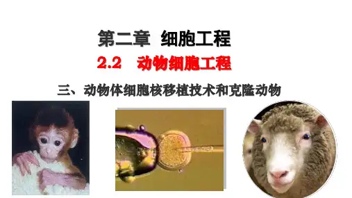 动物体细胞核移植技术和克隆动物 课件 高二下学期生物人教版2019 选择性必修3
