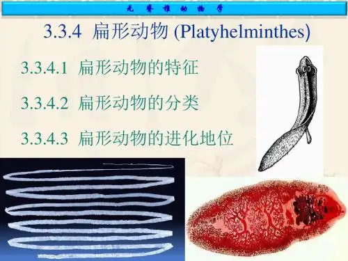 第七章扁形动物门