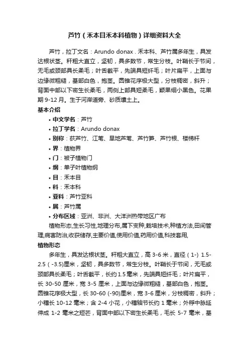 芦竹（禾本目禾本科植物）详细资料大全