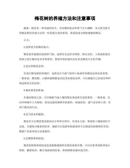 梅花树的养殖方法和注意事项
