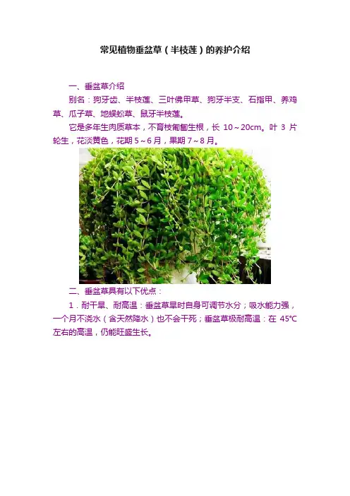 常见植物垂盆草（半枝莲）的养护介绍