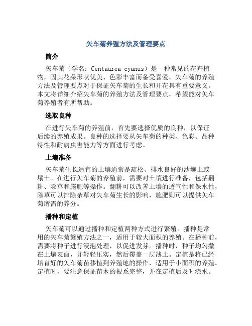 矢车菊养殖方法及管理要点