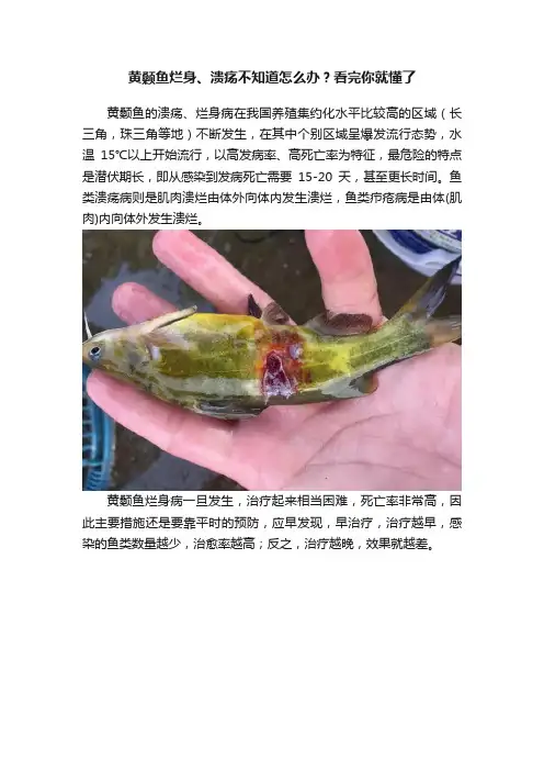 黄颡鱼烂身、溃疡不知道怎么办？看完你就懂了