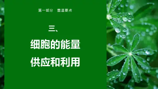 生物考前重温要点：3、细胞的能量供应和利用