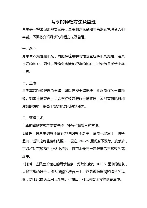 月季的种植方法及管理