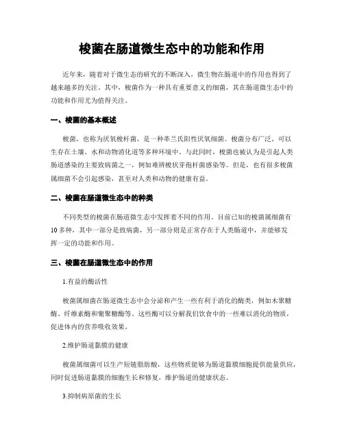 梭菌在肠道微生态中的功能和作用