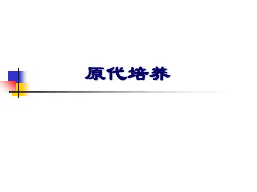 乳鼠肾细胞的原代培养