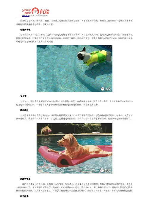 汪星人游泳训练小讲堂