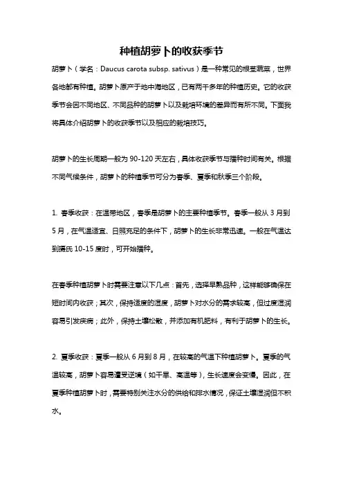 种植胡萝卜的收获季节