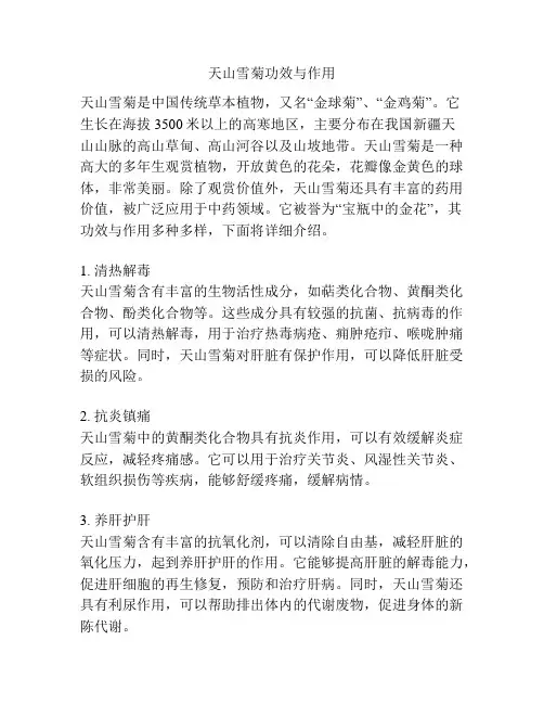 天山雪菊功效与作用