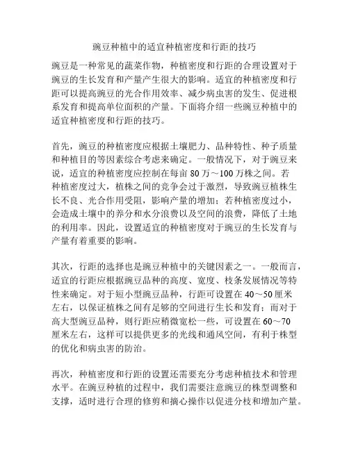 豌豆种植中的适宜种植密度和行距的技巧