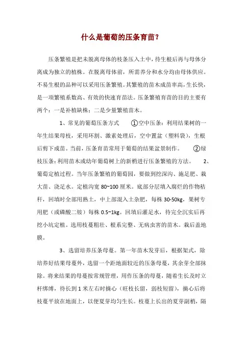 什么是葡萄的压条育苗？ 