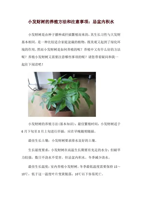 小发财树的养殖方法和注意事项：忌盆内积水