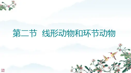线形动物和环节动物ppt课件
