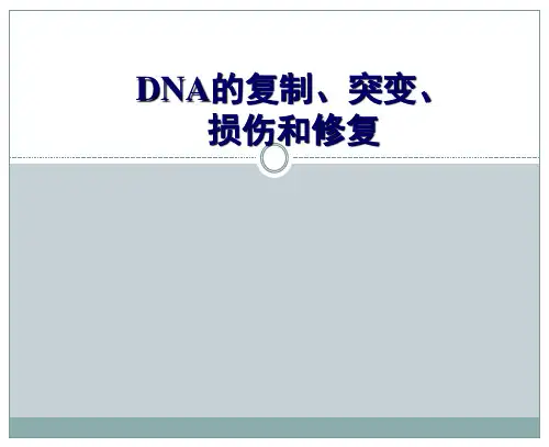 dna的复制、突变、损伤和