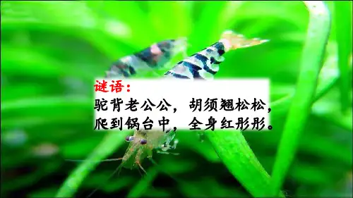 部编版三年级语文下册第15课《小虾》+习作+语文园地二PPT