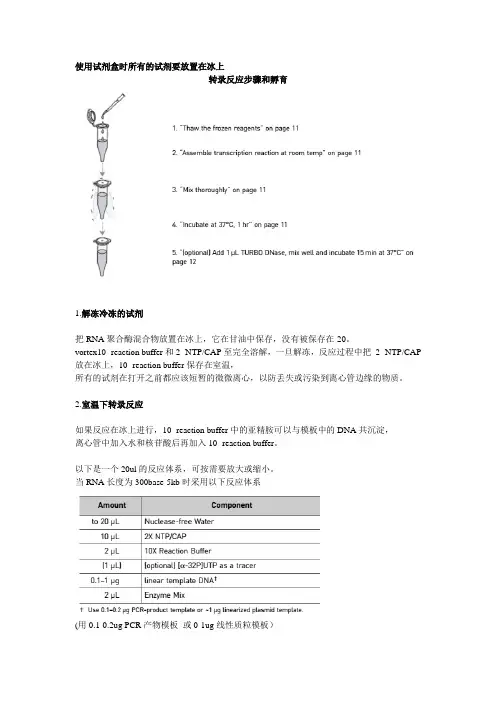 体外转录试剂盒说明书