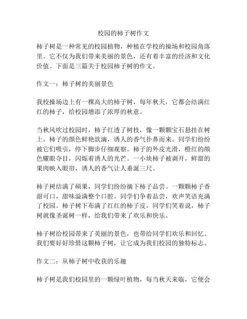 校园的柿子树作文