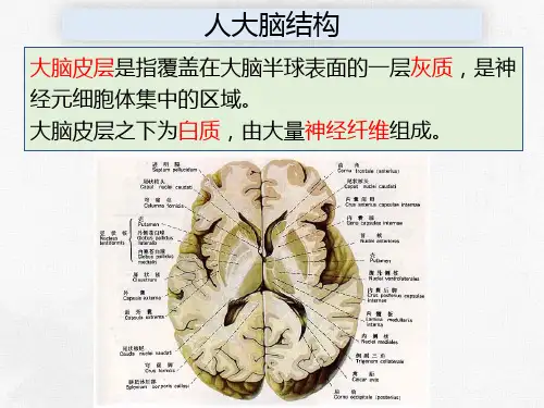 人大脑结构