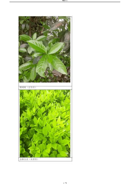 植物识别(图鉴)