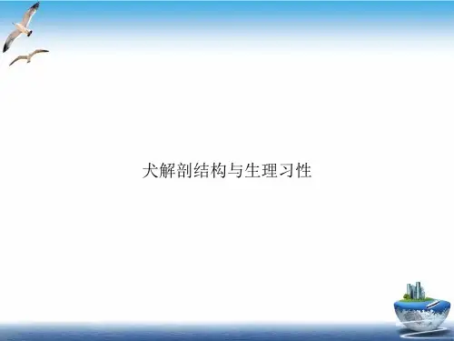 犬解剖结构与生理习性PPT课件